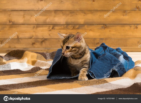 강아지 vs 고양이 | 인스티즈