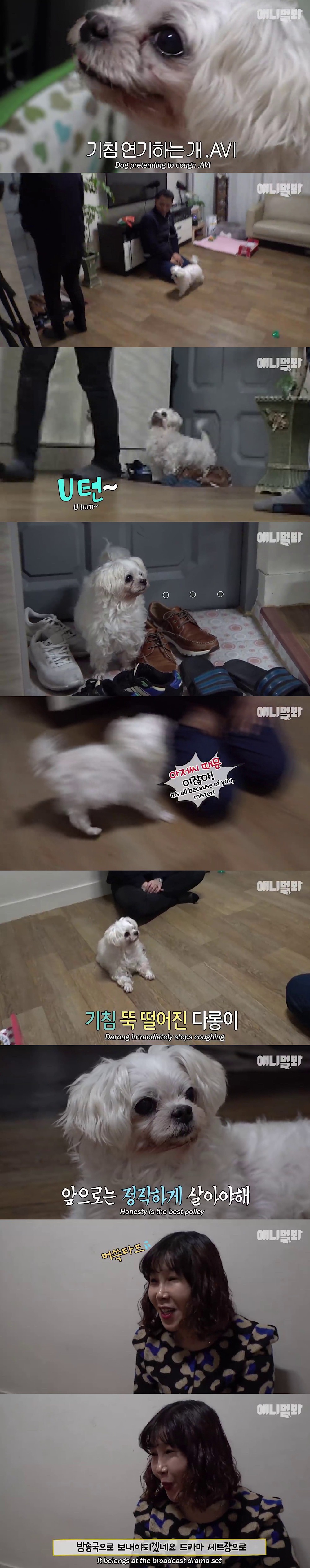 기침이 멎지 않는 개 다롱이 | 인스티즈
