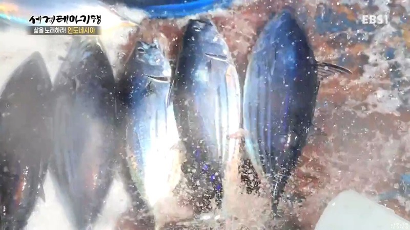 인도네시아 참치잡이 | 인스티즈