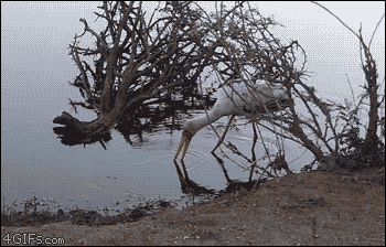 무시 당하는 악어 | 인스티즈