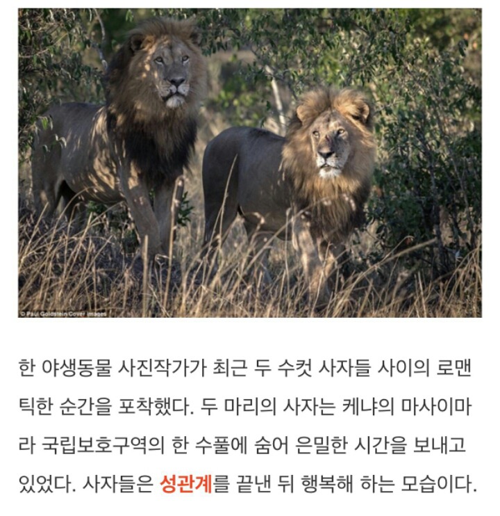 게이 사자들의 로맨틱한 순간.jpg | 인스티즈