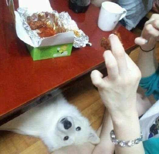 야. 개가 치킨 한 조각 먹는다고 죽겠니? ㅋㅋ | 인스티즈
