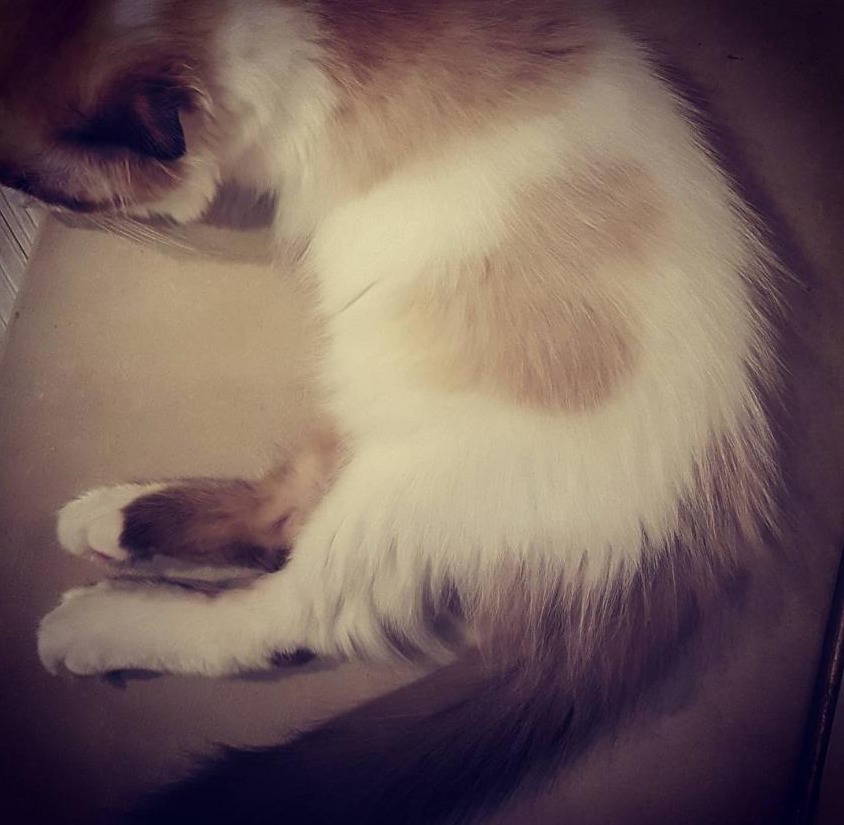 걸스데이 소진이 기르는 고양이 룽지(+밥이) | 인스티즈