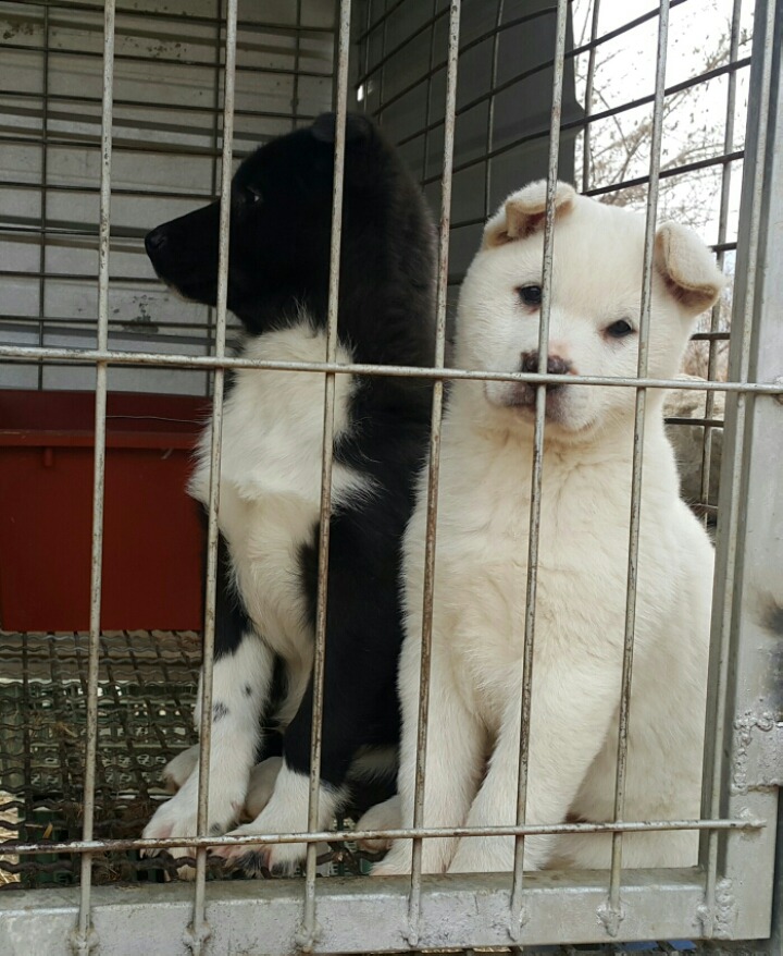 도꾸 이미지