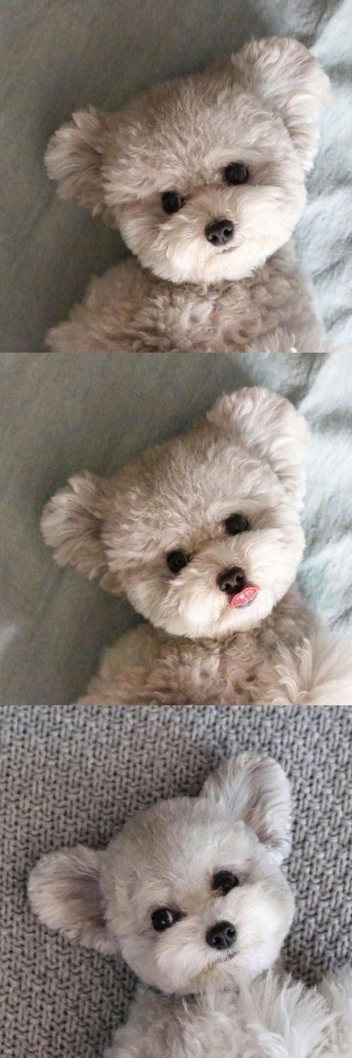 인형으로 자주 오해받는다는 실버푸들...jpg | 인스티즈