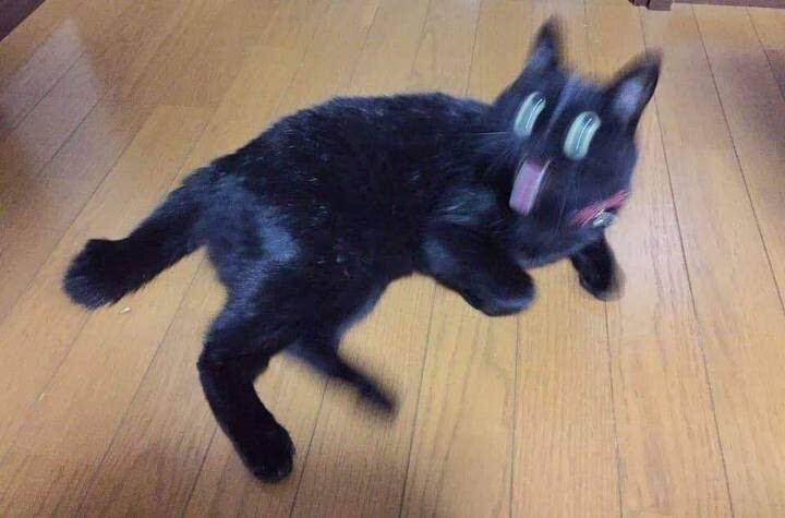 검은 고양이가 악마의 동물이라고 불린 이유 | 인스티즈