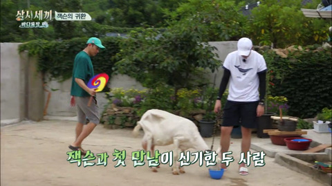 [삼시세끼] 처음 본 잭슨 때문에 놀라서 귱집사 팔 꼬옥 붙드는 고양이 쿵이.gif | 인스티즈