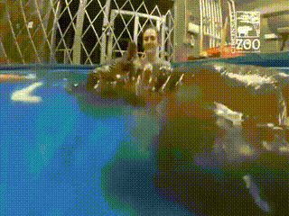 사람다리 무는 하마.gif | 인스티즈