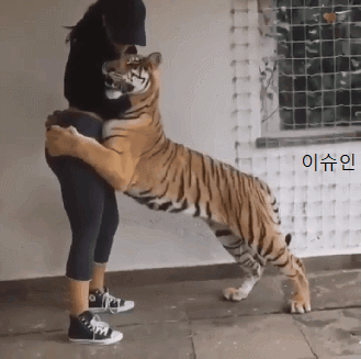 사육사가 너무 좋은 호랑이 | 인스티즈