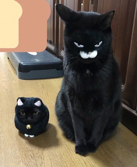 큰 고양이 작은 고양이 | 인스티즈