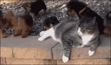 다가오지 마라.gif | 인스티즈