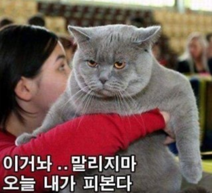 오잉 이미지