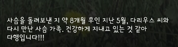 다리 다친 아기사슴을 구해주면 생기는 일.gif (데이터30MB) | 인스티즈