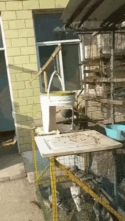 신박한 비둘기 포획법.gif | 인스티즈