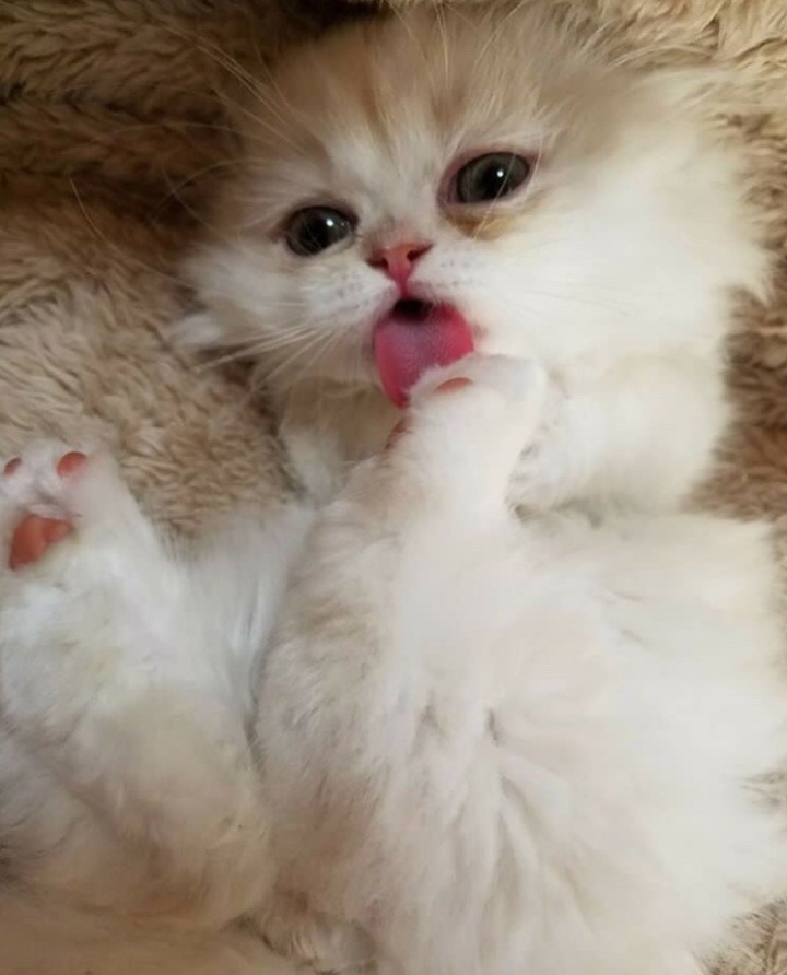 히말라얀 고양이.jpg | 인스티즈