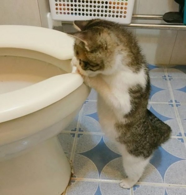 변기물 내려가는게 신기한 고양이 | 인스티즈