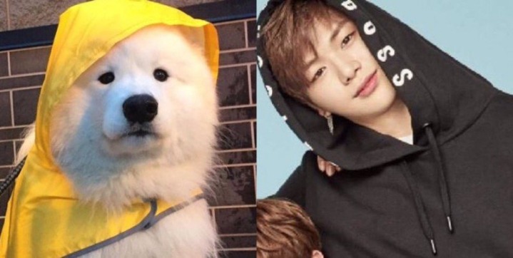 강아지중에 가장 사람닮은듯한 강다니엘 사진모음.jpg | 인스티즈