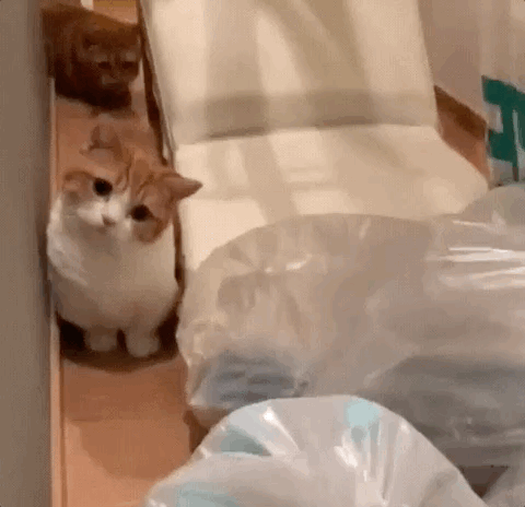 놀래키기 실패 | 인스티즈