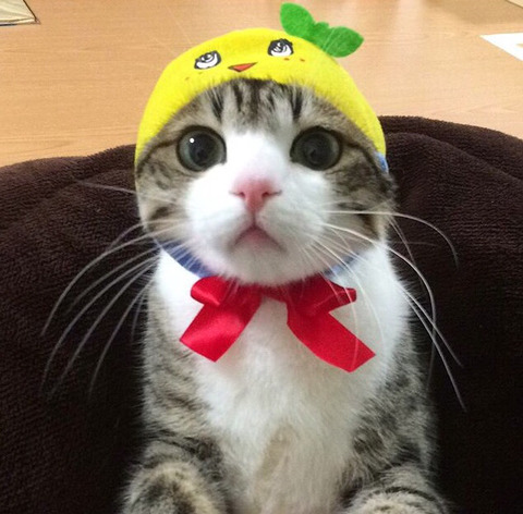이름이 참새(すずめ)라는 사랑스런 고양이 | 인스티즈