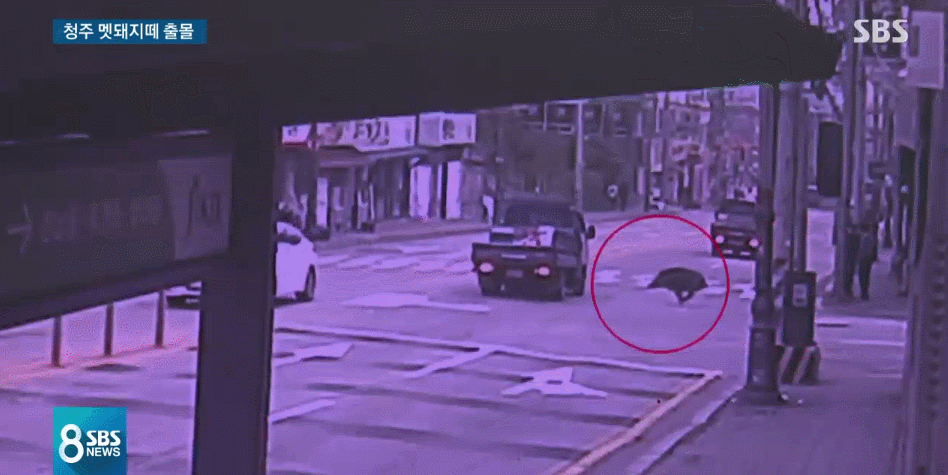 청주 멧돼지떼 출몰 . JPGIF | 인스티즈