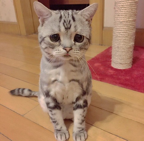 금방이라도 울 것 같은 울상 고양이 루후😿 | 인스티즈