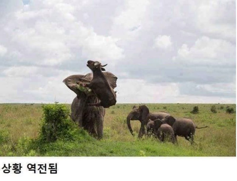아기코끼리 괴롭힌 물소의 최후 | 인스티즈