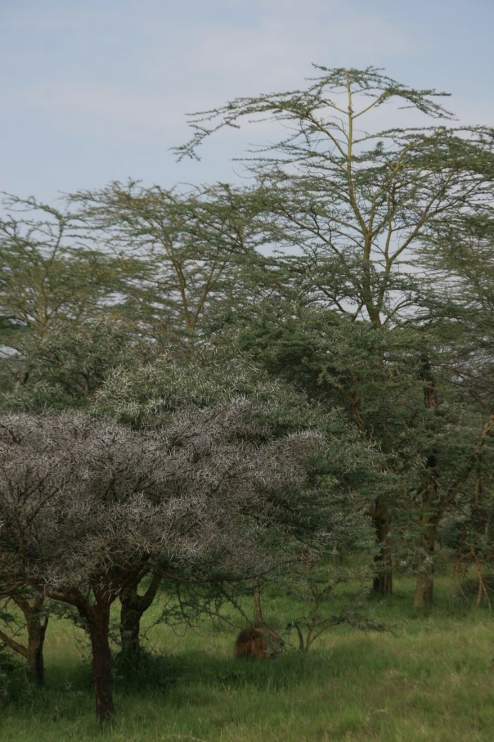 유럽여행보다 더 비싸다는 아프리카 여행.jpg | 인스티즈