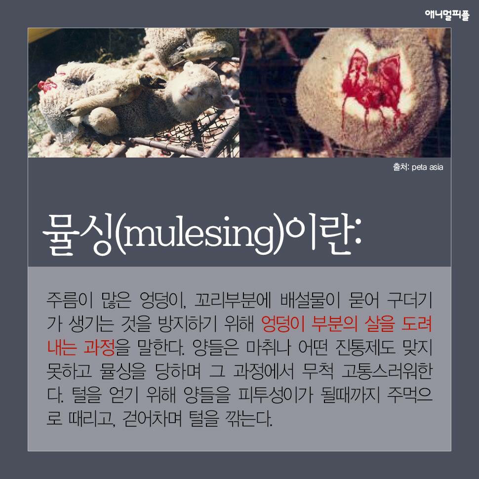 ??? : 아니 ㅅㅂ 말 못하는 강아지를 왜 때려...무슨 죄가 있다고... | 인스티즈