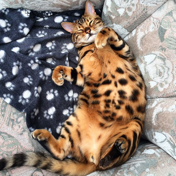 벵갈 고양이 | 인스티즈