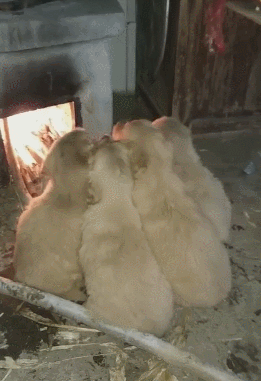 너무 추운 댕댕이들.GIF | 인스티즈